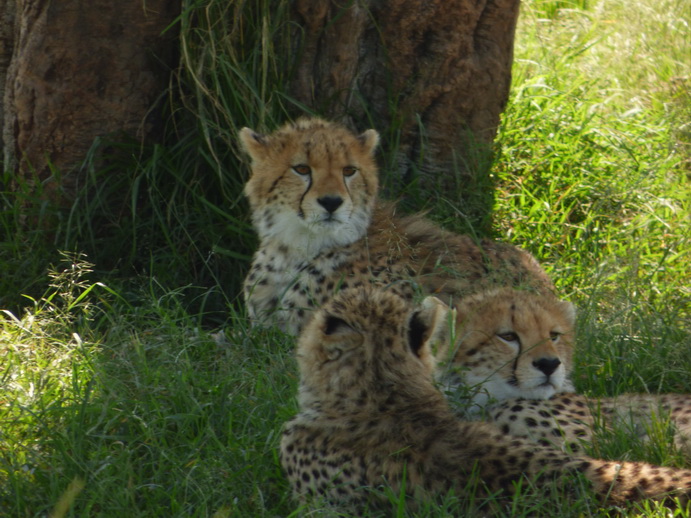   Masai Mara  cheetah Gepard Masai Mara  cheetah Gepard 
