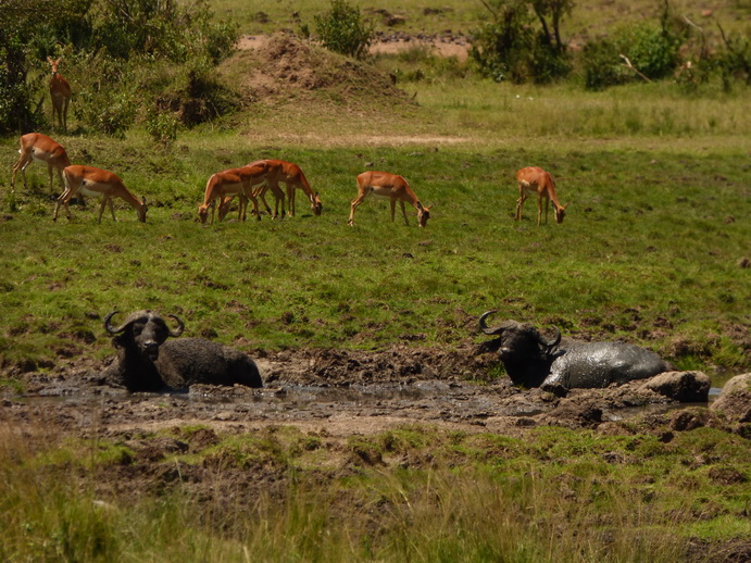 Masai Mara  Nyati Buffalo Big Bugs Party Masai Mara  Masai Mara  Nyati Buffalo