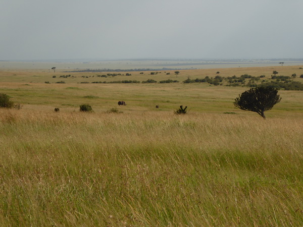   Masai Mara  LandscapeMasai Mara  Mud 