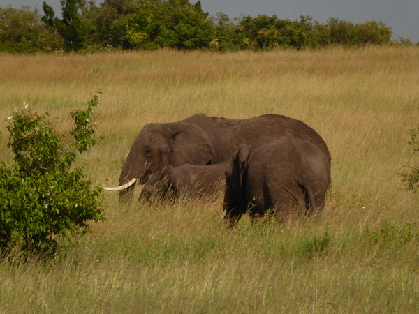 Masai Mara  Tembo Kidogo kleiner Elefant