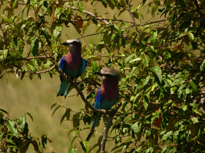   Masai Mara  lilac Breasted RollerMasai Mara  lilac Breasted Roller 