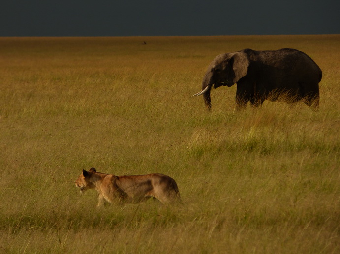 Masai Mara  Tembo dogo kleiner Elefant