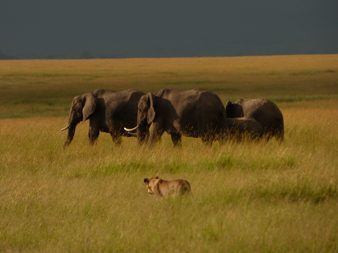 Masai Mara  Tembo dogo kleiner Elefant