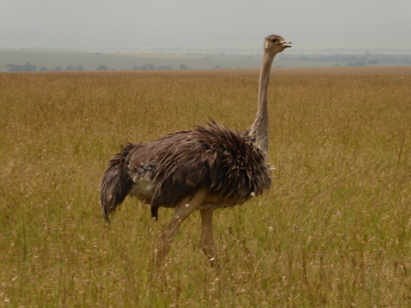   Masai Mara  Buni Ostrich Vogel StraussMasai Mara  Buni Ostrich Vogel Strauss
