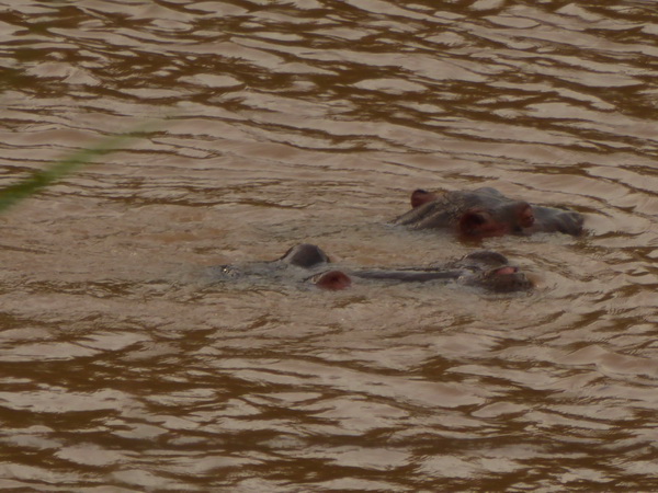   Masai Mara  Kiboko Flusspferd mit jungem KibokoMasai Mara  Kiboko Flusspferd mit jungem Kiboko