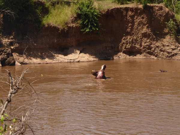 Masai Mara  Kiboko Flusspferd mit jungem Kiboko