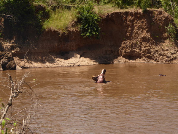 Masai Mara  Kiboko Flusspferd mit jungem Kiboko