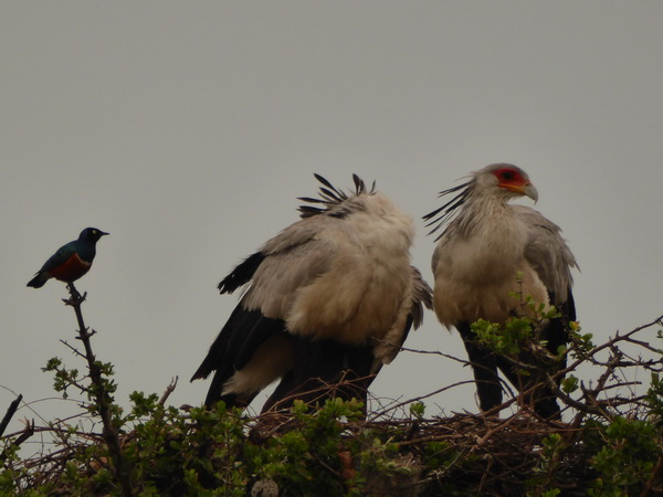   Masai Mara  Sekretär Vogel Masai Mara  Sekretär Vogel 