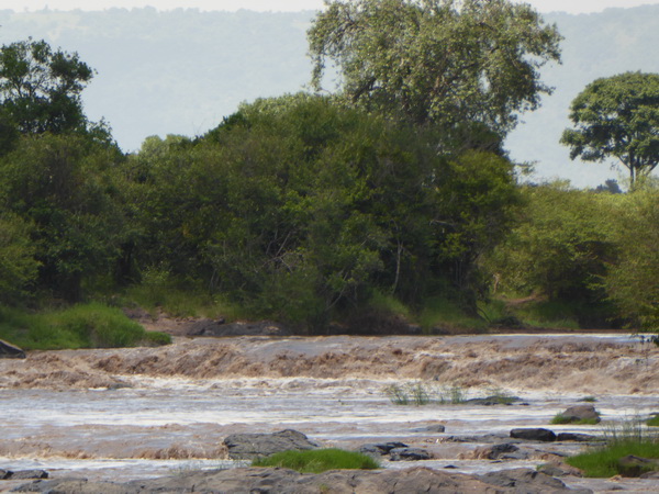   Mara Crossing Camp direkt am Mara River  Masai mara  