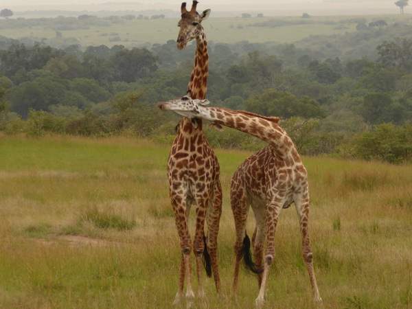  Masai Mara  Twigga Giraffe Masai Mara   Masai Mara  Twigga Giraffe 