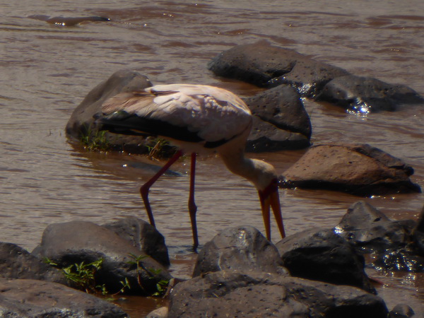 Masai Mara  Sekretär Vogel 