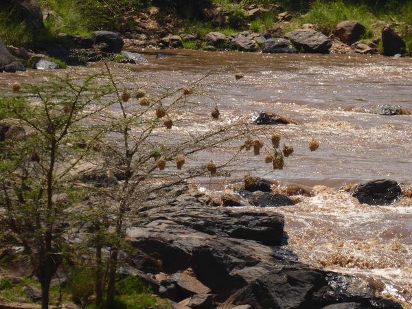   Mara Crossing Camp direkt am Mara River  Masai mara  