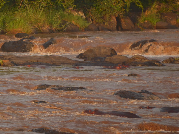   Mara Crossing Camp direkt am Mara River  Masai mara  