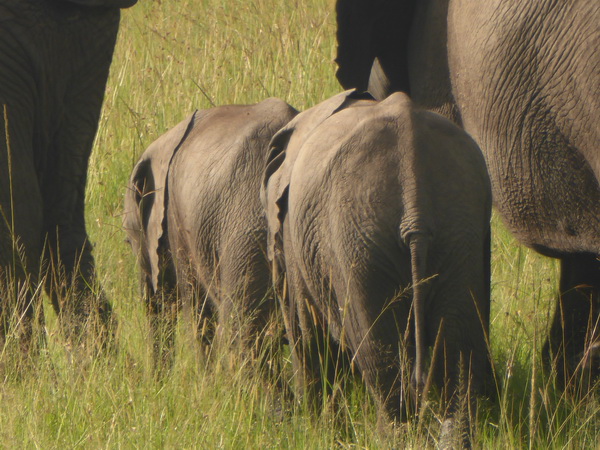 Masai Mara  Tembo Kidogo kleiner Elefant