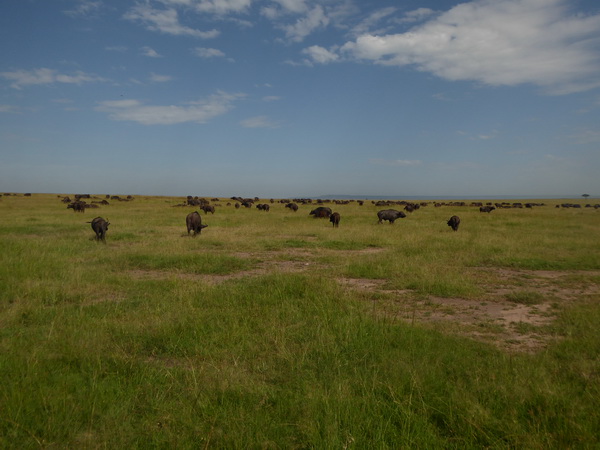   Masai Mara  Nyati BuffaloMasai Mara  Masai Mara  Nyati Buffalo