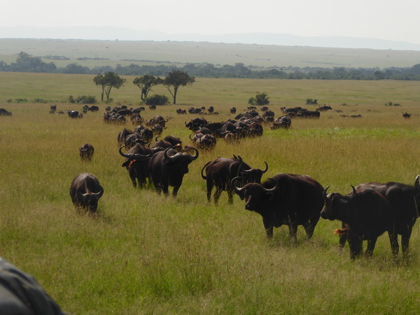   Masai Mara  Nyati BuffaloMasai Mara  Masai Mara  Nyati Buffalo