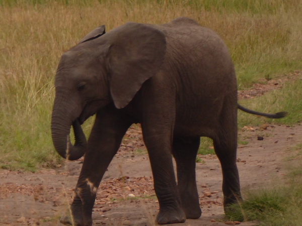   Masai Mara  Tembo Kidogo kleiner ElefantMasai Mara  Tembo Kidogo kleiner Elefant