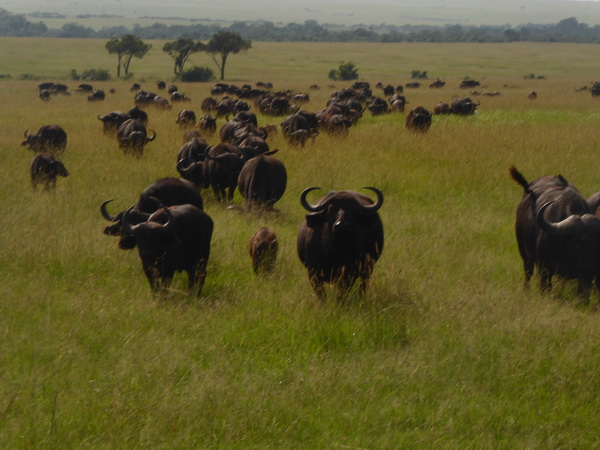   Masai Mara  Nyati BuffaloMasai Mara  Masai Mara  Nyati Buffalo