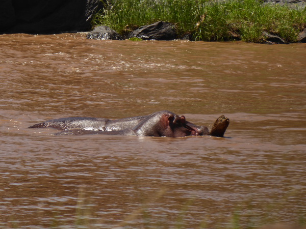 Mara Crossing Camp direkt am Mara River  Masai mara  