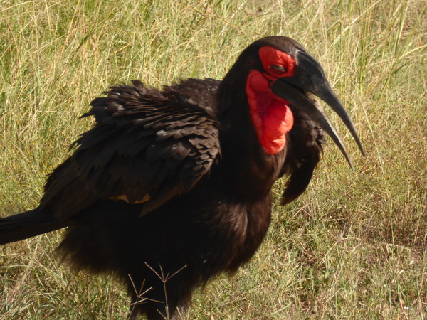 grounded Hornbill