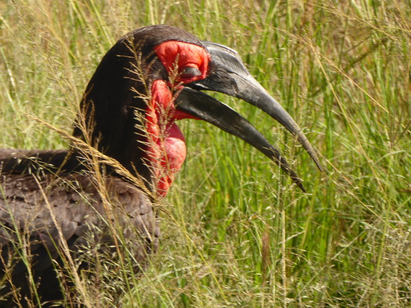 grounded Hornbill