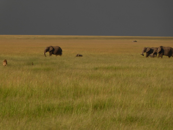 Masai Mara  Tembo Kidogo kleiner Elefant