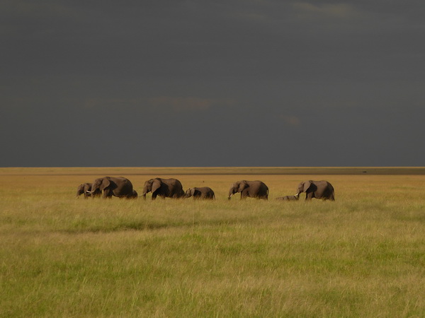 Masai Mara  Tembo Kidogo kleiner Elefant