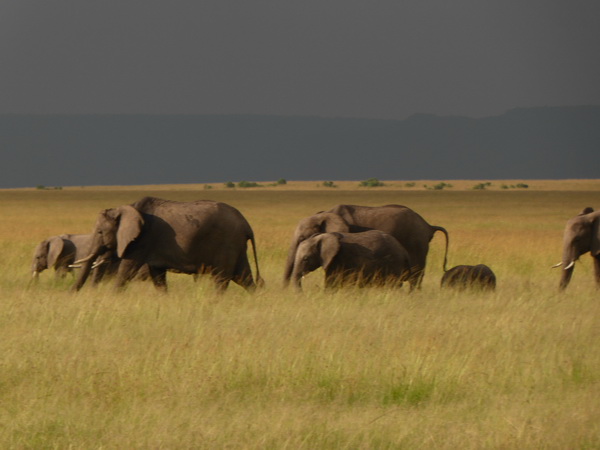 Masai Mara  Tembo Kidogo kleiner Elefant