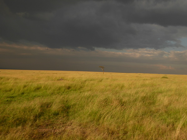 Masai Mara  Landscape