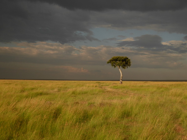 Masai Mara  Landscape