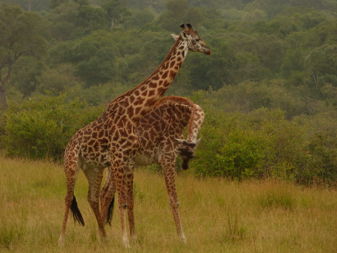 Masai Mara   Masai Mara  Twigga Giraffe 