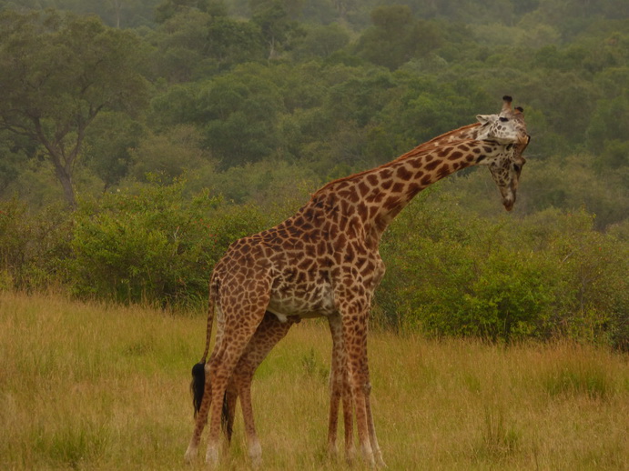 Masai Mara   Masai Mara  Twigga Giraffe 