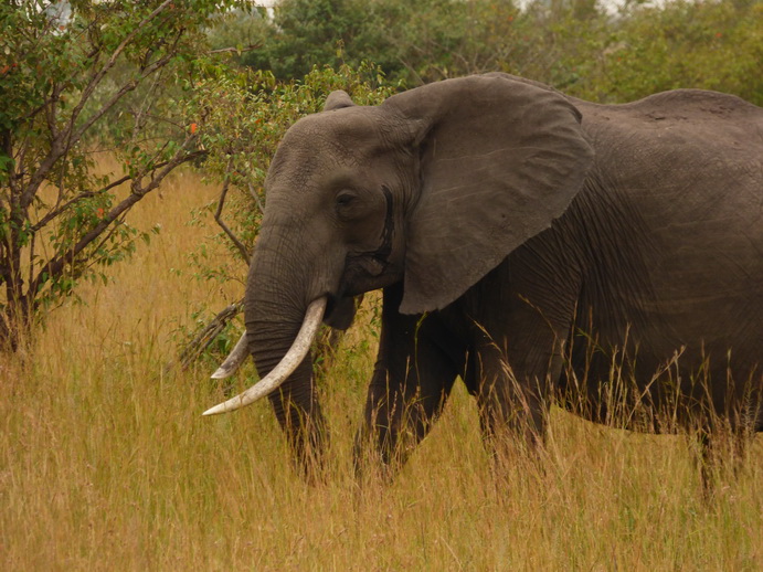 Masai Mara  Tembo Kidogo kleiner Elefant