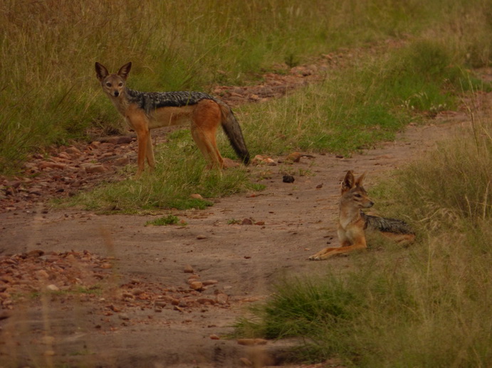 Masai Mara  Schakal Jackal 