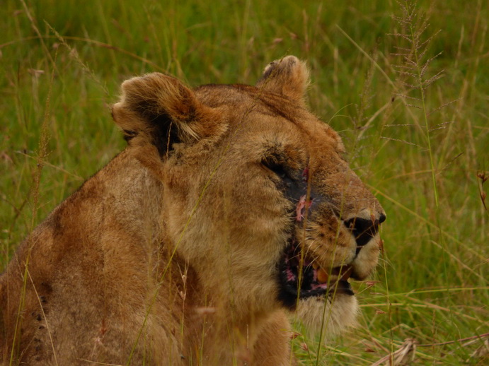 simbamama,lioness