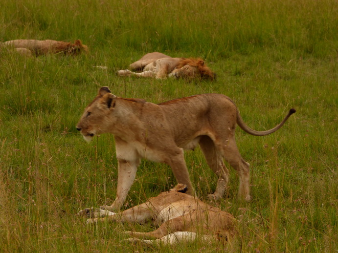 simbamama,lioness