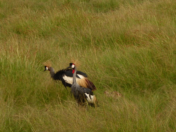   Masai Mara  Kronenkranich Crowne CraneMasai Mara  Kronenkranich Crowne Crane