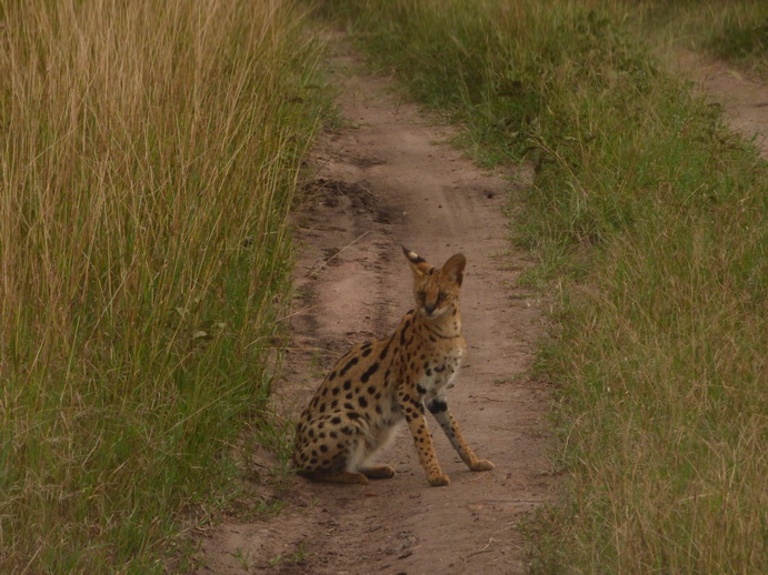 Masai Mara Serval Serval Masai Mara Serval cat