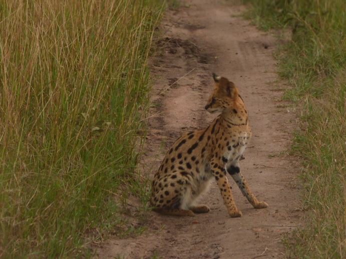   Masai Mara  Serval  Serval  Masai Mara   Serval cat