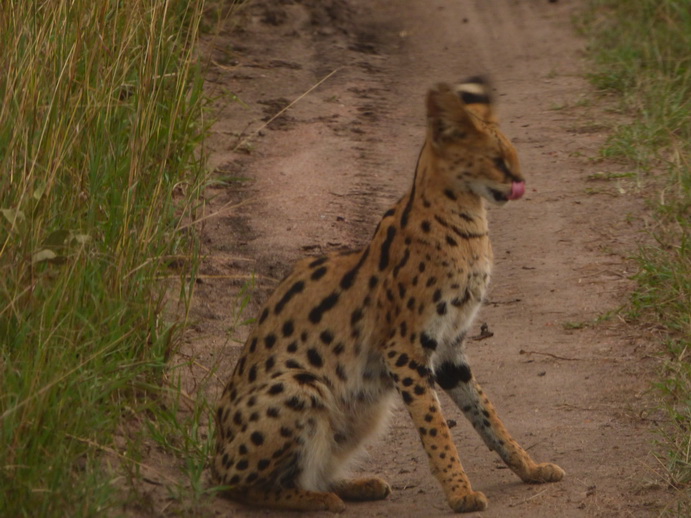   Masai Mara  Serval  Serval  Masai Mara   Serval cat