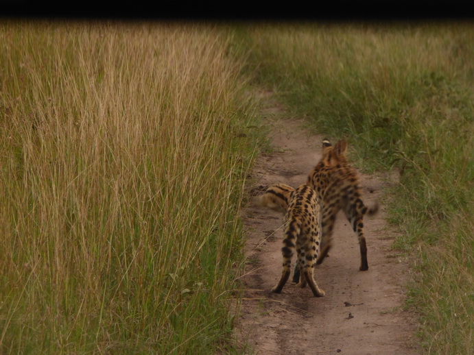   Masai Mara  Serval  Serval  Masai Mara   Serval cat