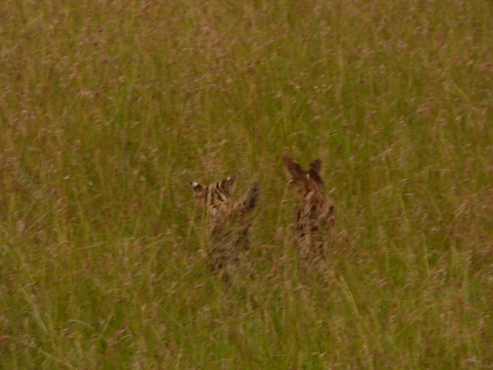   Masai Mara  Serval  Serval  Masai Mara   Serval cat