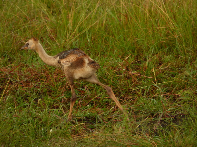 Masai Mara  Kronenkranich Crowne Crane