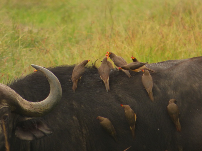Masai Mara  Masai Mara  Nyati Buffalo