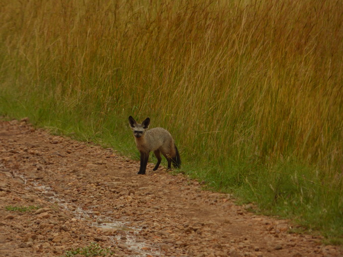 Masai Mara  Bat Eared Fox Löffelhund 