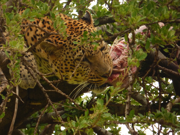 Masai Mara   Chui Leopard Lepard 