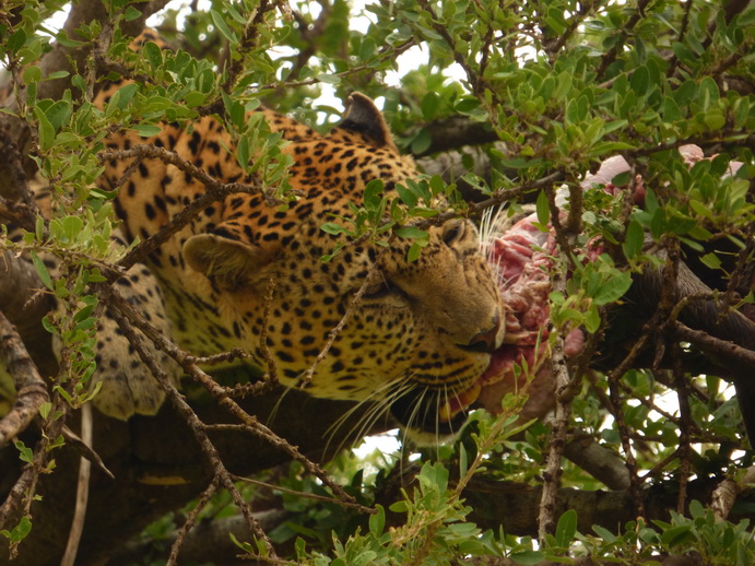 Masai Mara   Chui Leopard Lepard 