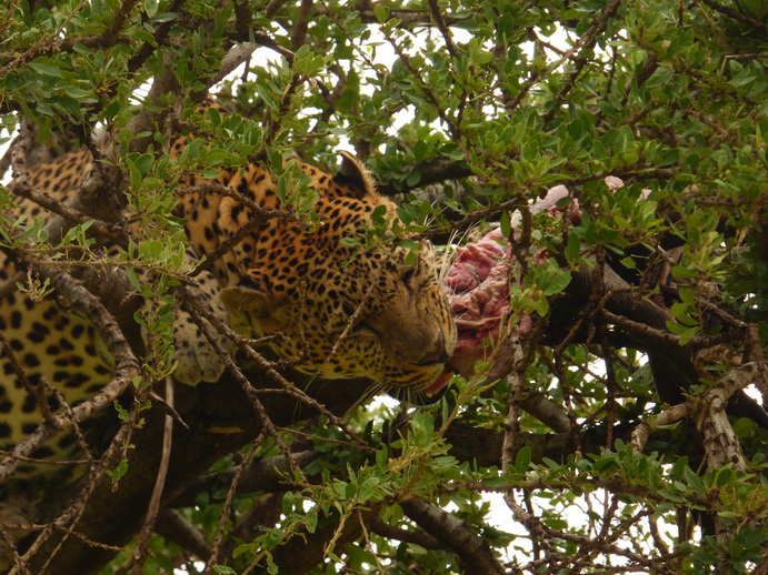 Masai Mara   Chui Leopard Lepard 