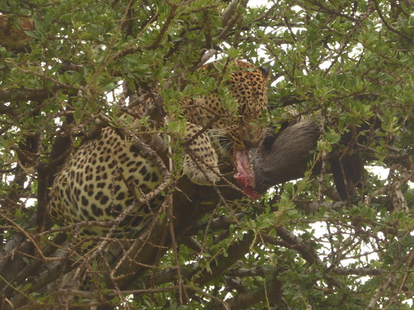   Masai Mara  Chui Leopard Lepard Masai Mara   Chui Leopard Lepard 