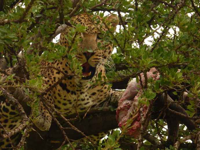 Masai Mara   Chui Leopard Lepard 